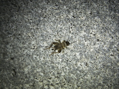 Modicogryllus