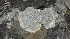Lecanora soralifera