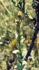 Osteospermum corymbosum