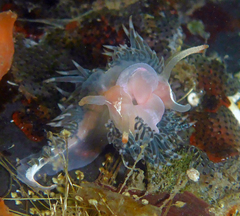 Coryphella cooperi