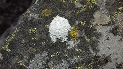 Pertusaria corallina