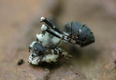 Beauveria bassiana