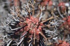 Euphorbia pillansii