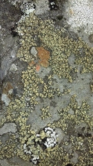 Lecanora polytropa