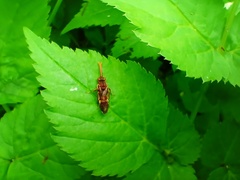 Nomada