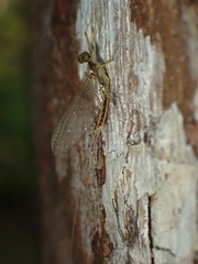 Afronurus kiangsuensis