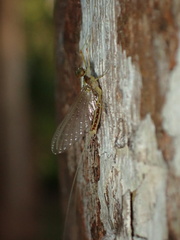 Afronurus kiangsuensis