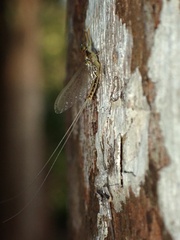 Afronurus kiangsuensis
