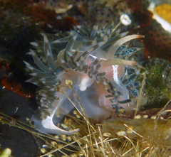Coryphella cooperi