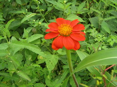 Tithonia rotundifolia