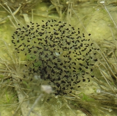 Rana longicrus