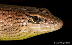 Dasia olivacea