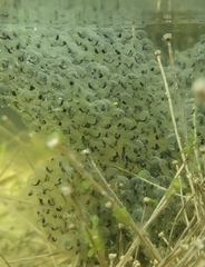 Rana longicrus