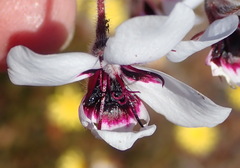 Pelargonium tricolor