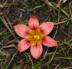 Romulea hirsuta
