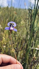 Disa graminifolia