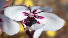 Pelargonium tricolor