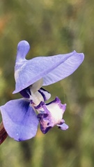 Disa graminifolia