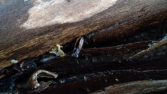 Notiophilus sylvaticus