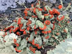 Cladonia incrassata