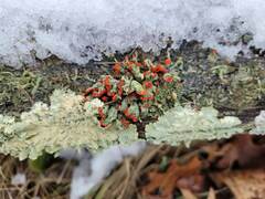 Cladonia incrassata