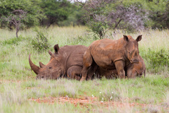 Ceratotherium simum simum