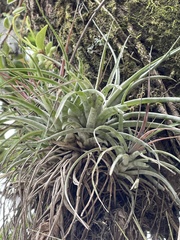 Tillandsia capitata