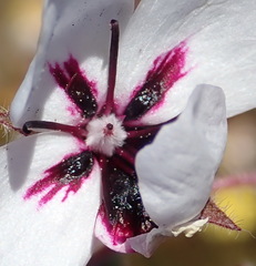 Pelargonium tricolor