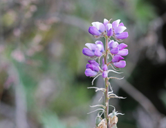 Lupinus bogotensis