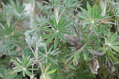 Lupinus bogotensis