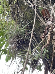Tillandsia capitata