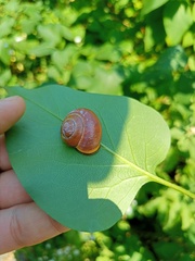 Cepaea nemoralis