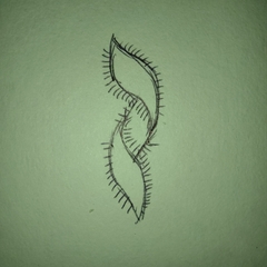 Protozoa