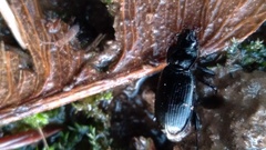 Nebria brevicollis