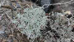 Achillea ageratifolia