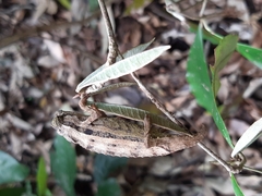 Chamaeleonidae