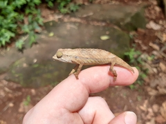Chamaeleonidae