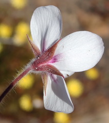Pelargonium tricolor