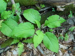 Symphytum grandiflorum