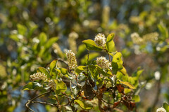 Escallonia pulverulenta