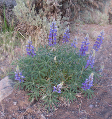 Lupinus sericeus