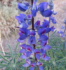 Lupinus sericeus