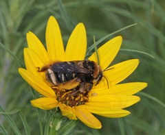Svastra obliqua obliqua