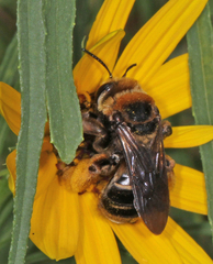 Svastra obliqua obliqua