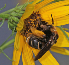 Svastra obliqua obliqua