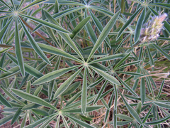Lupinus sericeus