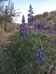 Lupinus sericeus