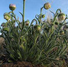 Erigeron pumilus