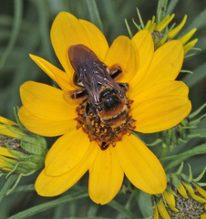 Svastra obliqua obliqua