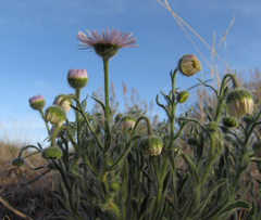 Erigeron pumilus